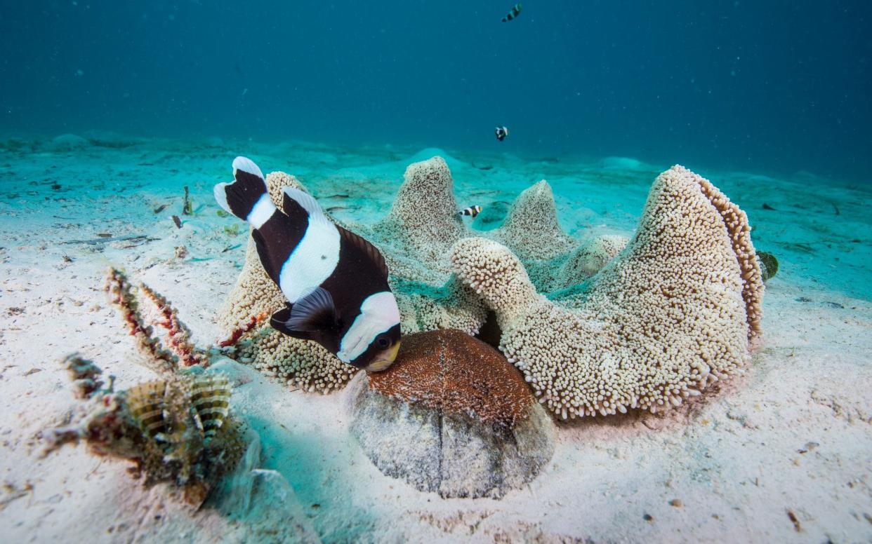 A father clownfish tends to his fertilised eggs - WARNING: Use of this copyright image is subject to the terms of use of BBC Pictures' Digital Picture Service (BBC Pictures) as set out at www.bbcpictures.co.uk. In particular, this image may only be published by a registered User of BBC Pictures for editorial use for the purpose of publicising the relevant BBC programme, personnel or activity during the Publicity Period which ends three review weeks following the date of transmission and provided the BBC and the copyright holder in the caption are credited. For any other purpose whatsoever, including advertising and commercial, prior written approval from the copyright holder will be required.