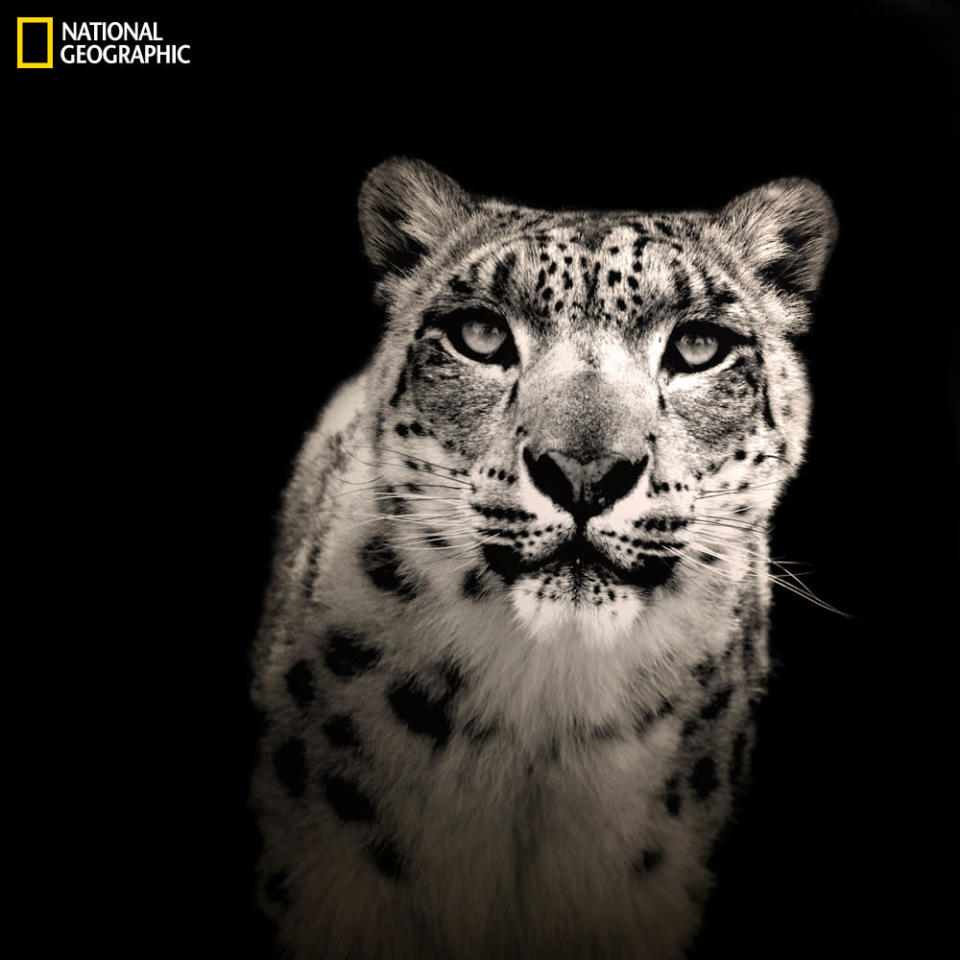 One of the beautiful snow leopards from the Wildlife Heritage Foundation, Big Cat Sanctuary, Kent, U.K. (Photo and caption Courtesy A M Symons / National Geographic Your Shot) <br> <br> <a href="http://ngm.nationalgeographic.com/your-shot/weekly-wrapper" rel="nofollow noopener" target="_blank" data-ylk="slk:Click here;elm:context_link;itc:0;sec:content-canvas" class="link ">Click here</a> for more photos from National Geographic Your Shot.