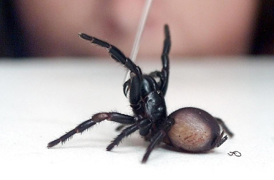 Australian funnel-web spiders are particularly feared because their bite can be fatal. Image: Getty