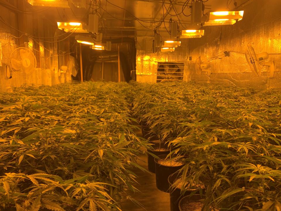 Operation Hammer Strike Week 22 included the arrest of over three dozen suspects and the eradication of over 250 marijuana greenhouses, the San Bernardino County Sheriff’s Department reported.