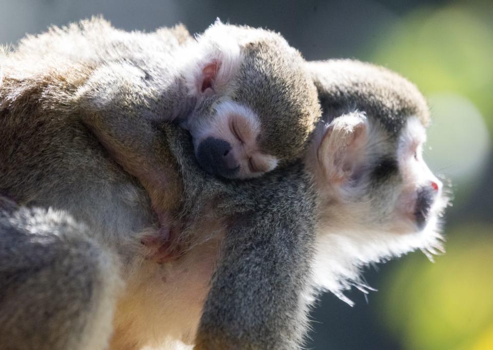 Squirrel monkeys are also being kept as pets in sub-par conditions (File pic/PA)