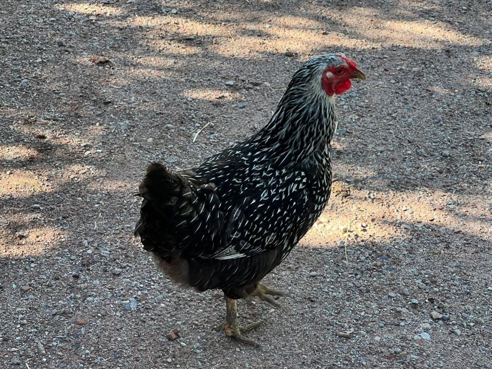 A chicken.