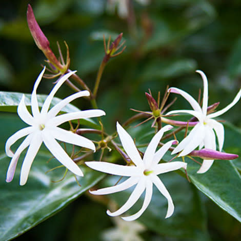 Angelwing jasmine