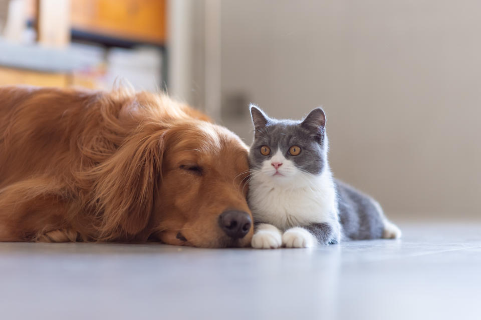 Golden Hound and British short-haired cat (Photo: Getty Images)