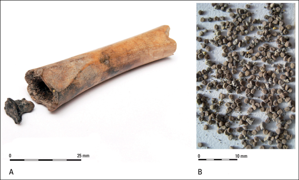 Archaeologists said the bone was used as a container for the seeds.