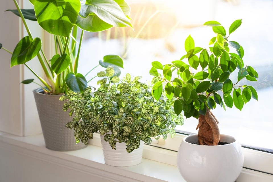 green houseplants fittonia, monstera and ficus microcarpa ginseng in white flowerpots on window