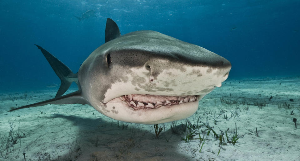 A tiger shark.