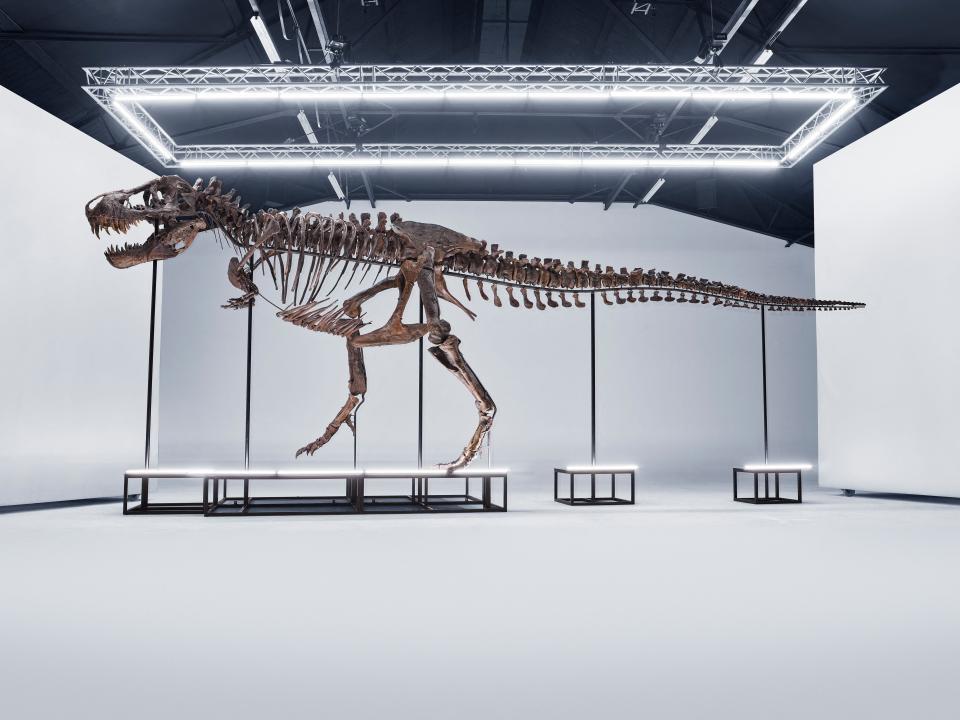 A handout photo made available on March 11, 2023 by the Koller Auction house shows a Tyrannosaurus rex skeleton dating back 67 million years which will be auctioned in Switzerland on April 18, 2023.