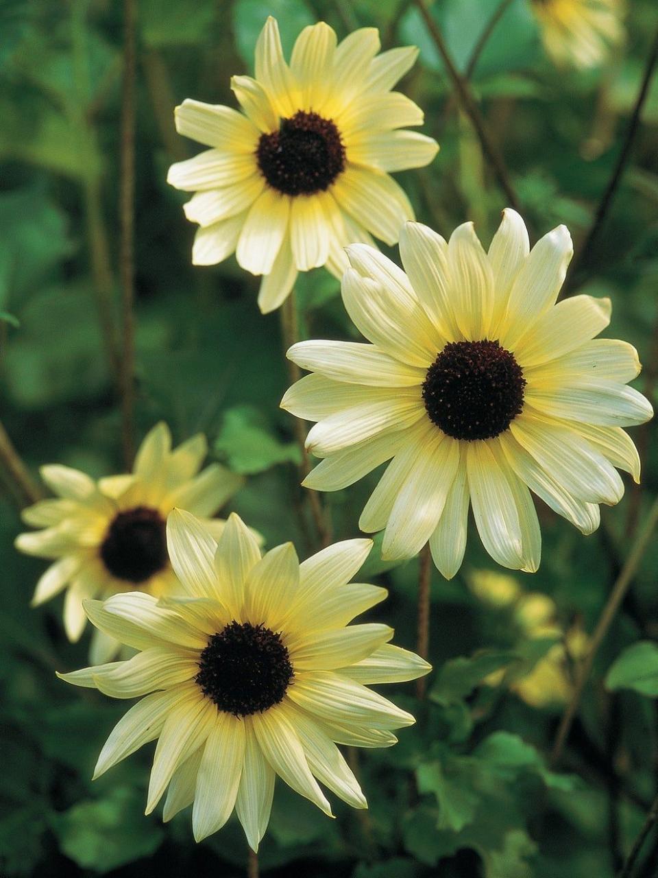 <p><a href="https://go.redirectingat.com?id=74968X1596630&url=https%3A%2F%2Fwww.burpee.com%2Fsunflower-italian-white-prod500312.html&sref=https%3A%2F%2Fwww.veranda.com%2Foutdoor-garden%2Fa60629569%2Fwhen-should-you-plant-sunflowers%2F" rel="nofollow noopener" target="_blank" data-ylk="slk:Shop Now;elm:context_link;itc:0;sec:content-canvas" class="link ">Shop Now</a></p><p>Italian White</p><p>burpee.com</p><p>$5.95</p><span class="copyright">Burpee</span>