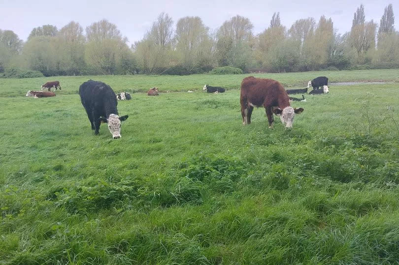 Cows leisurely grazing near Cambridge city centre on Sheep's Green Coe Fen Nature Reserve