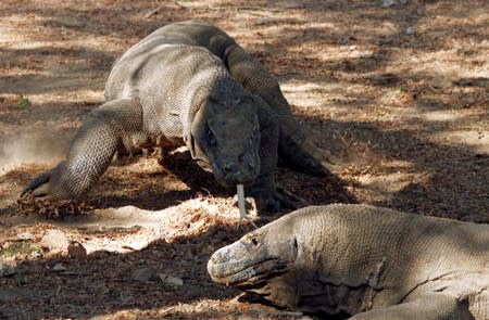 Komodo dragons walk at the Komodo National Park in Indonesia's Komodo island