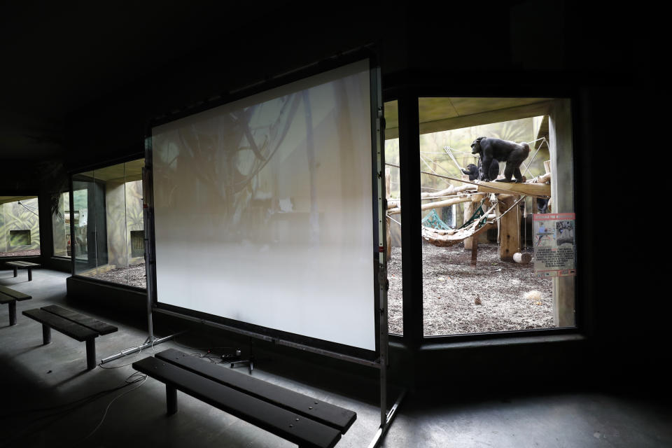 Chimpanzees watch a screen set at the enclosure at the Safari Park in Dvur Kralove, Czech Republic, Monday, March 15, 2021. To enrich everyday life of their chimpanzees amid a strict lockdown, a zoo park in the Czech Republic has installed a big screen in their enclosure to broadcast for them what fellow chimpanzees are doing at a zoo in Brno. The Safari Park launched the experimental project to give the chimpanzees somebody to watch and give them some fun after crowds of visitors disappeared when the zoo was closed due to the coronavirus pandemic on Dec 18, 2020. (AP Photo/Petr David Josek)
