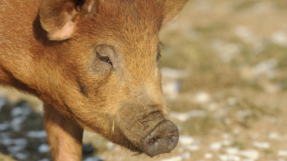 A photo of a pig, which a parasitic tapeworm is usually found in.