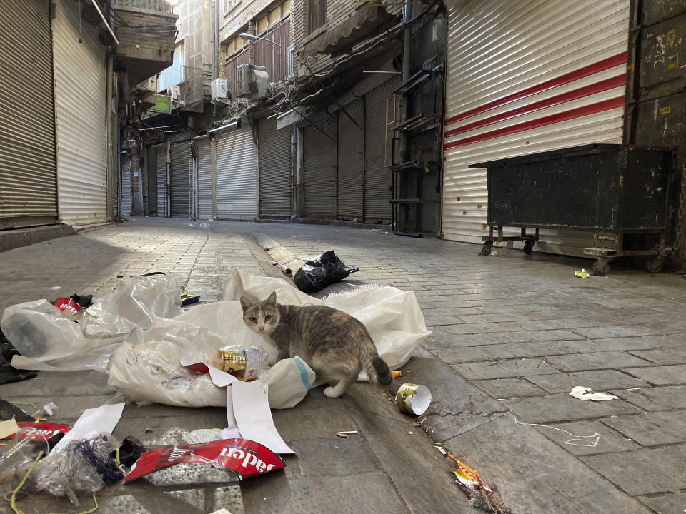 A cat fishes for food in the garbage in front of closed shops at Tehran's Grand Bazaar, Iran, Tuesday, Nov. 15, 2022. Many shops at Grand Bazaar in Iran's capital city were closed Tuesday amid strike calls following the September death of a woman who was arrested by the country's morality police. (AP Photo/Vahid Salemi)