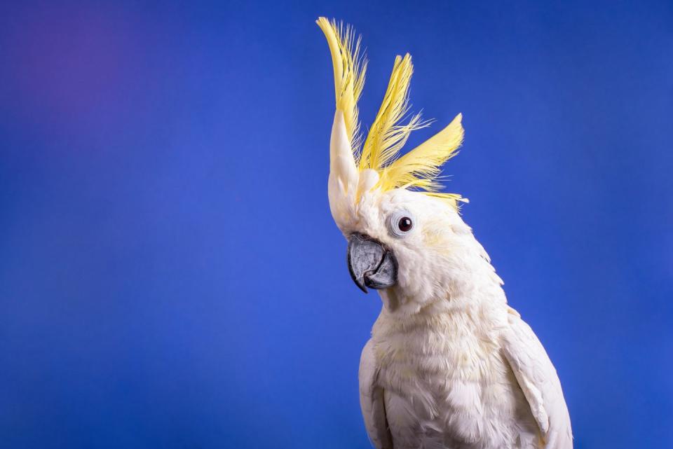 pet bird name ideas a very nice white cockatoo parrot