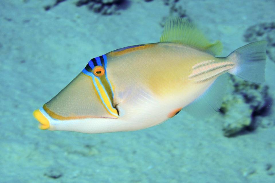 Spot exotic marine life including triggerfish on a dive trip in the Gulf of Guinea (Getty Images/iStockphoto)