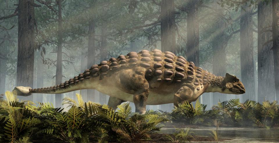 Armored dinosaurs with body spikes go through a premium forest.