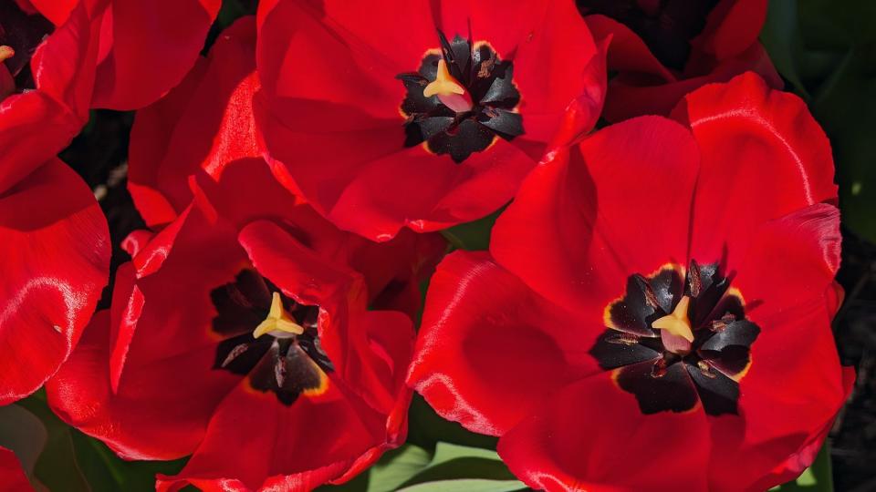 A Fostery King tulip blooms at Hershey Gardens.