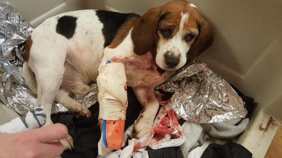 A beagle that police say was tossed onto a New York highway is seen recovering at the Broome County Humane Society. (Photo: The Broome County Humane Society)