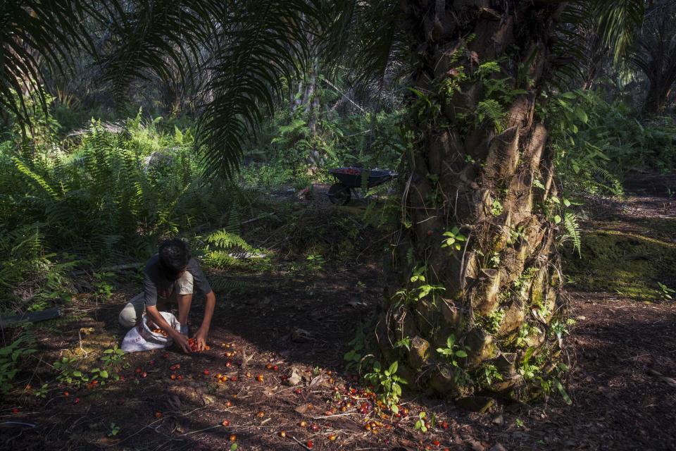 A boy collects palm kernels from the ground at a palm oil plantation in Sumatra, Indonesia, Wednesday, Feb. 21, 2018. Indonesian government officials said they do not know how many children work in the country's massive palm oil industry, either full or part time. But the U.N.'s International Labor Organization has estimated 1.5 million children between 10 and 17 years old labor in its agricultural sector. (AP Photo/Binsar Bakkara)