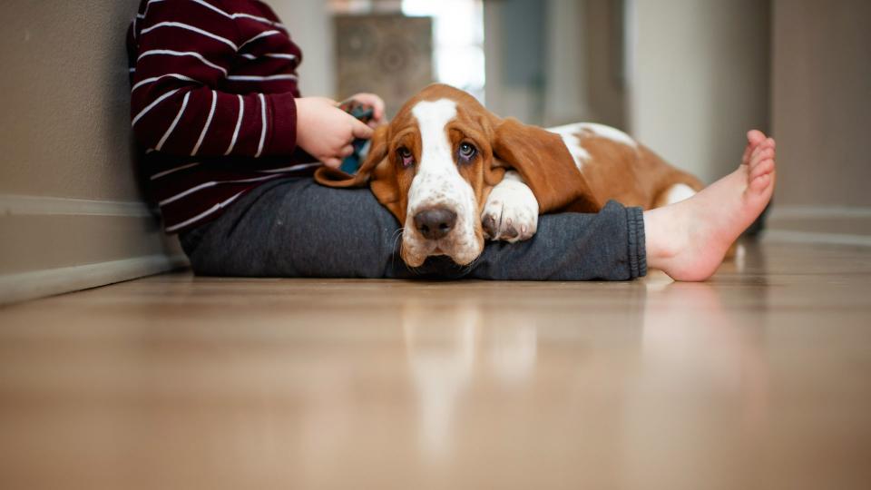 Basset hound lying across owner's legs