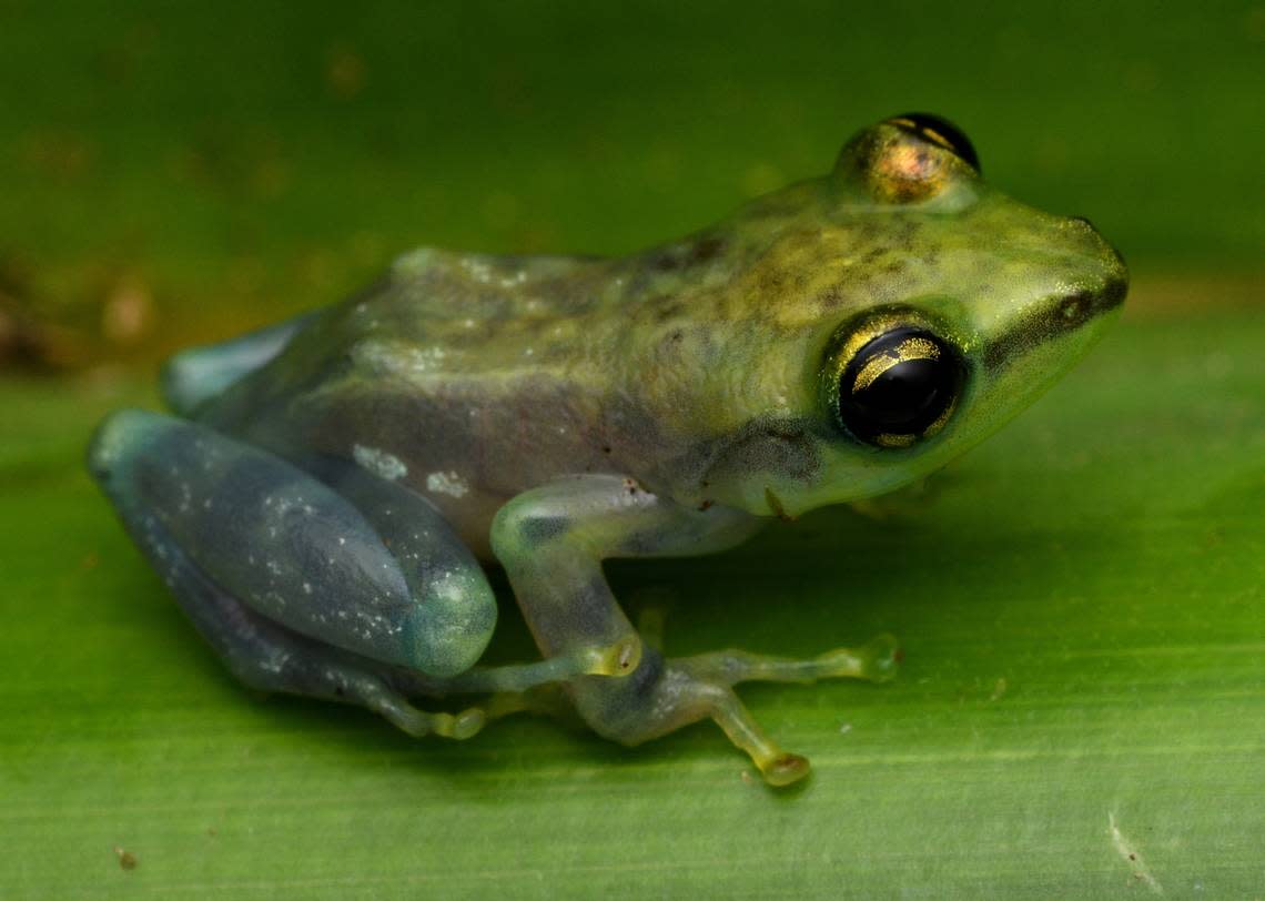 A Guibemantis rianasoa, or beautiful waterfall frog, perched on a plant.