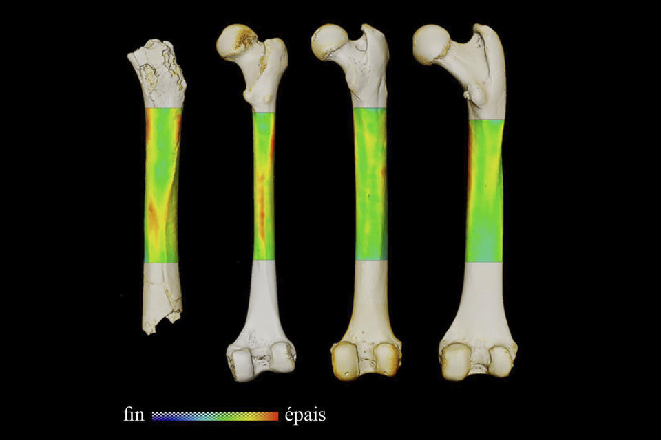 This photo provided by the University of Poitiers in August 2022 shows an example of analysis performed to work out how Sahelanthropus tchadensis moved. From left are the femurs of Sahelanthropus tchadensis, a modern human, a chimpanzee and a gorilla. Based on arm and leg fossils, scientists concluded that Sahelanthropus, an ancient hominin species from Chad, walked upright - which would add evidence that it’s the earliest human ancestor dug up so far, according to a study published on Wednesday, Aug. 24, 2022, in the journal Nature. (Franck Guy/PALEVOPRIM/CNRS – Universite de Poitiers via AP)