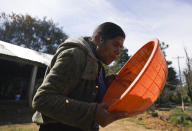 Maria Guerrero sorts and cleans pine seeds that will be used to reforest the pine-covered mountains surrounding the Indigenous township of Cheran, Michoacan state, Mexico, Thursday, Jan. 20, 2022, where regular citizens have taken the fight against illegal logging into their own hands. Over the last decade they have seen illegal logging clear the hillsides for plantations of water hungry avocado trees. Some whose plots have been completely logged have resumed what had once been a sustainable forestry practice of extracting pine resin for turpentine or cosmetics. (AP Photo/Fernando Llano)