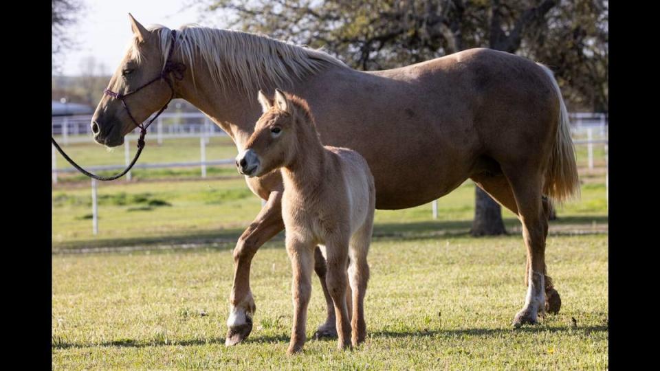 Seen here shortly after his birth in Texas, we’re honored to have recently welcomed Ollie, the second-ever Przewalski’s horse clone, to his new home at the Safari Park. He and his mom, a domestic horse surrogate mare, are settling in well.