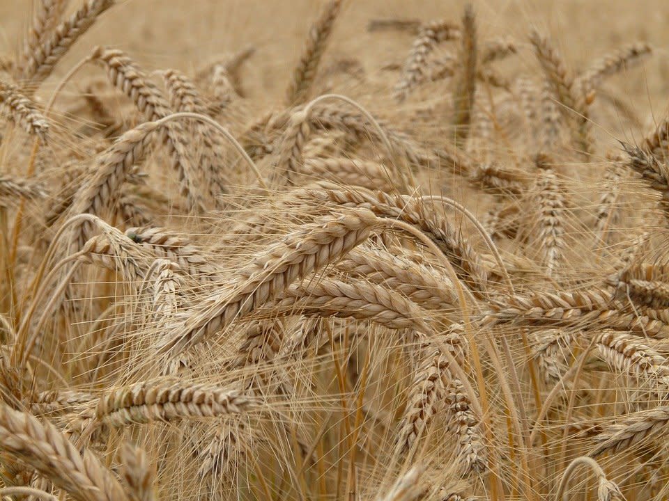 小麥，麥田。(圖：Pixabay)