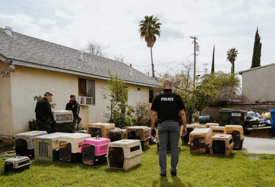 The Turlock Police Department seized 73 dogs as part of an investigation into possible dog fighting and animal cruelty on Thursday, March 28, 2024. Turlock Police Department