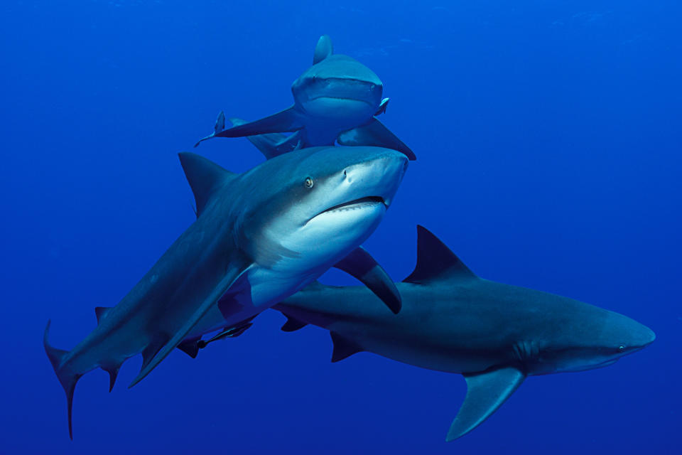 Three sharks swimming together in the ocean, with one closer to the front and two in the background