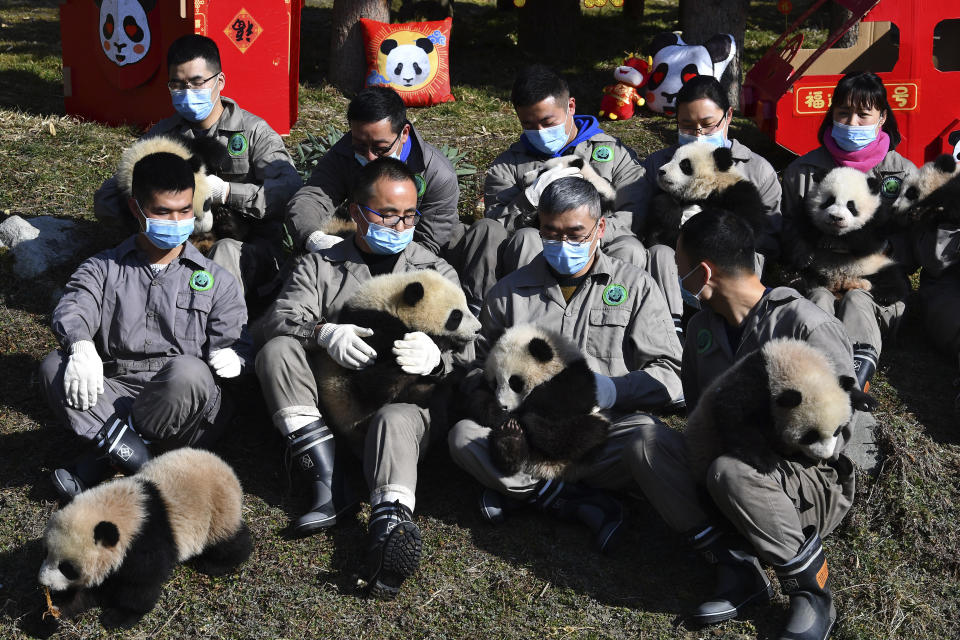 Researchers pose with 10 panda cubs born in the year 2020 at the panda research center to mark the Chinese New Year celebration in Wolong in southwest China's Sichuan province on Feb. 3, 2021. China has pledged $230 million to establish a fund to protect biodiversity in developing countries. President Xi Jinping made the announcement at a U.N. conference on biodiversity held on Tuesday, Oct. 12, 2021 in Kunming, China. (Chinatopix via AP)