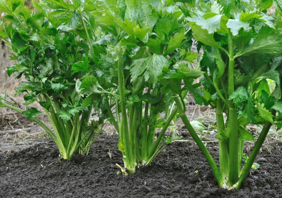 <p>Celery leaves are delicious, nutritious, and have an intense celery flavour. </p><p><strong>Cooking tip:</strong> You can cook them in along with the celery in stocks and soups, or use as a fresh herb in salads or pesto.<br></p>