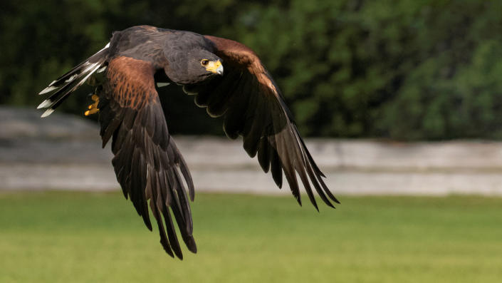 A Harris's hawk in flight.