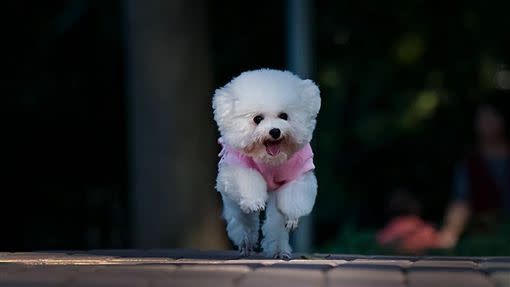 潘姓寵物店男員工拿拖鞋活活打死自己飼養的白貴賓犬。（示意圖，非當事人／翻攝自百度百科）