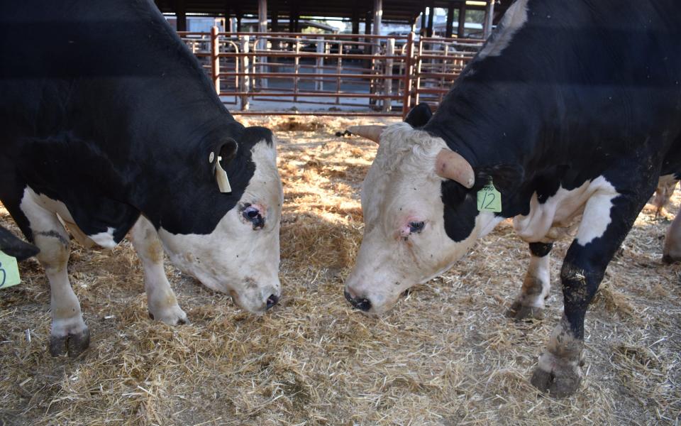 The bull on the left is the offspring of a bull genetically engineered to lose its horns - University of California 