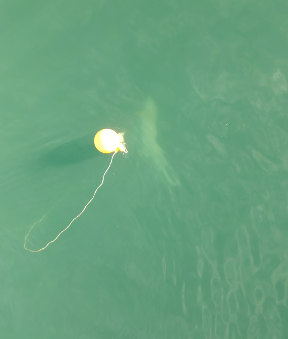 A close-up of the tawny nurse shark caught on the bated drumline off Magnetic Island. 