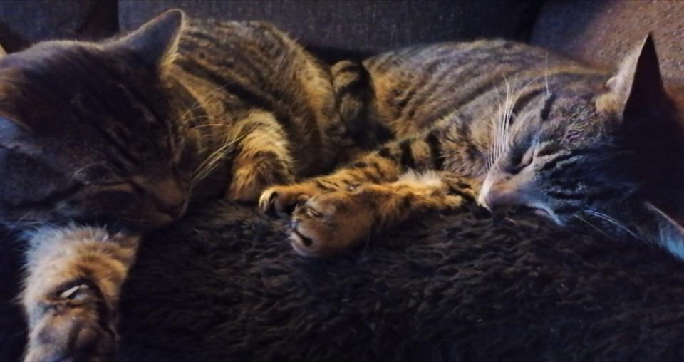 Cats Chas and Dave have been reunited 16 months after Dave went missing from his home in Watlington, Norfolk. (Cats Protection/ PA)