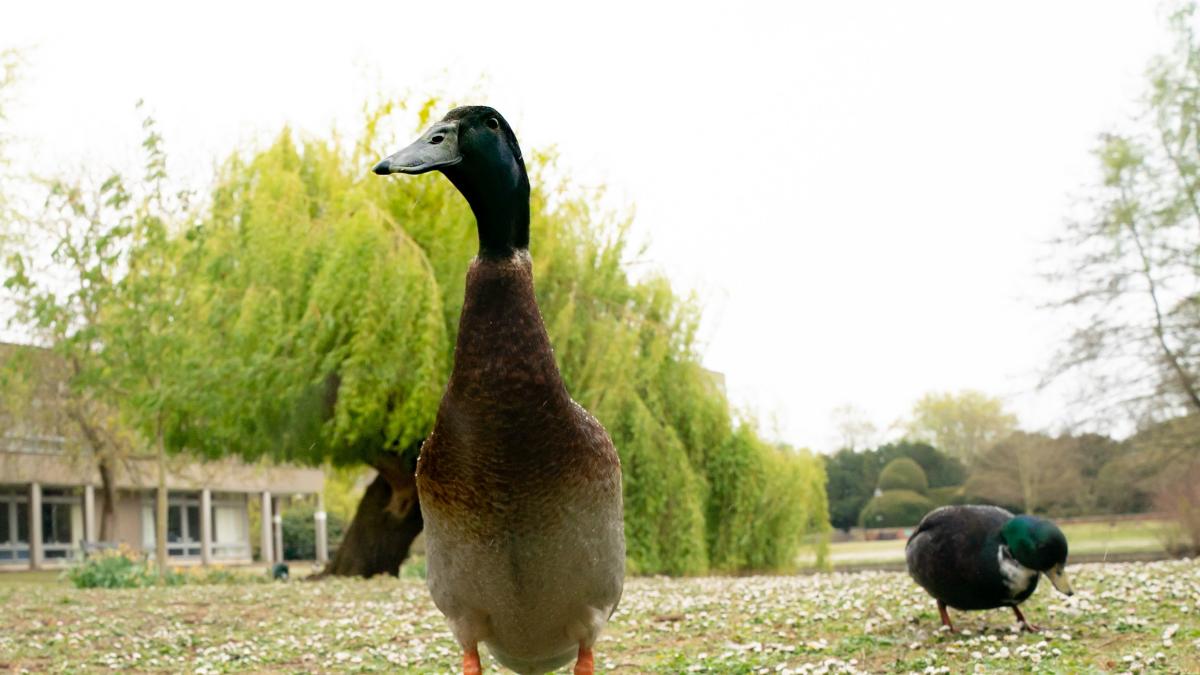 O famoso pato da Universidade de York, Long Boi, temia estar morto