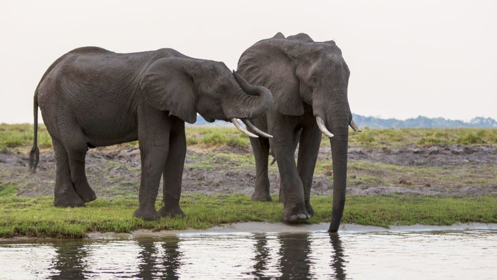 Elephants by a water hole in Botswana