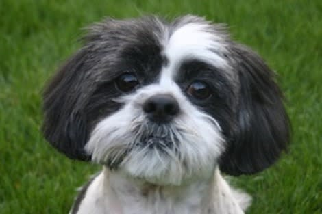 Shih Tzu