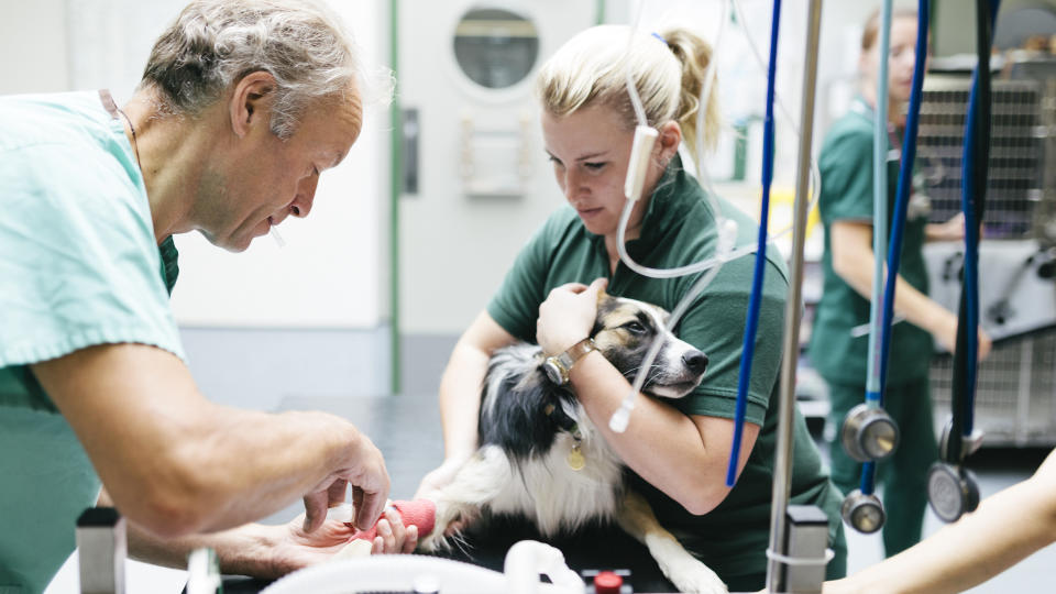 Dog at veterinary hospital