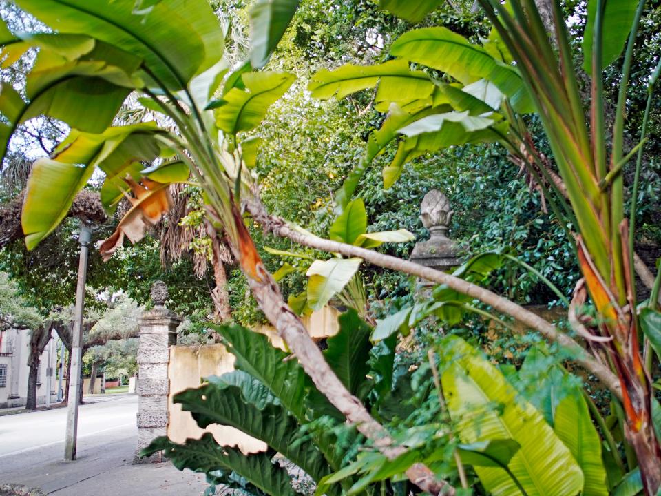 Close-ups of tree branches in Miami's Coconut Grove neighborhood