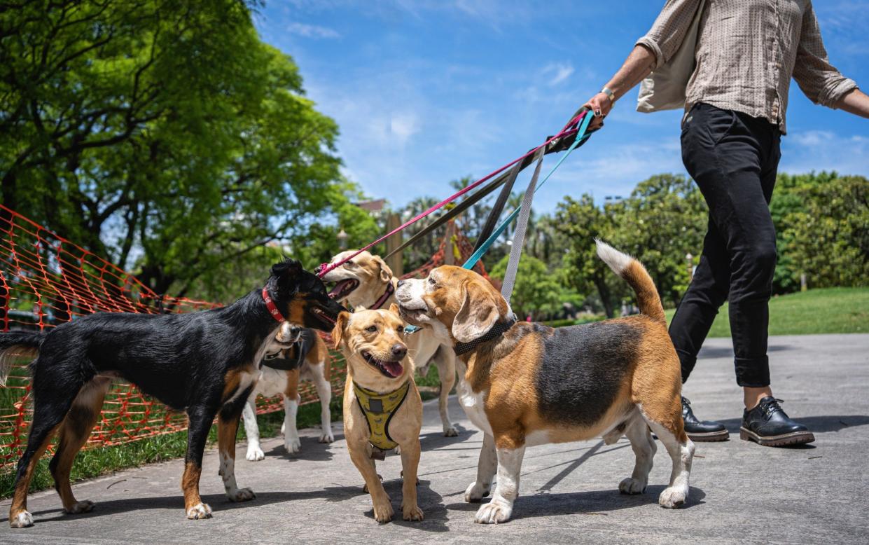 A group of dogs on a leash outdoors in a park