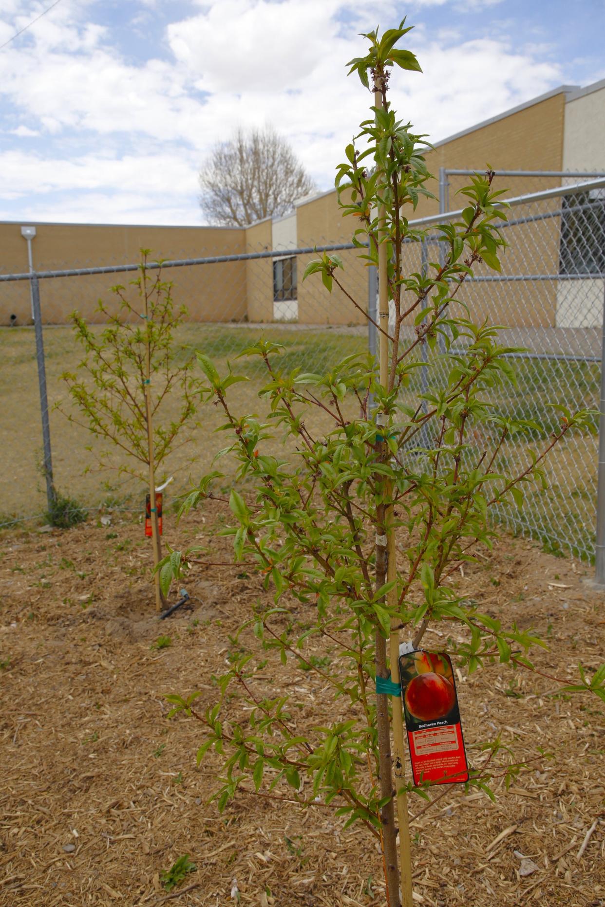 A small orchard of five fruit trees, including this redhaven peach tree, is part of the community garden at Animas Elementary School in Farmington.