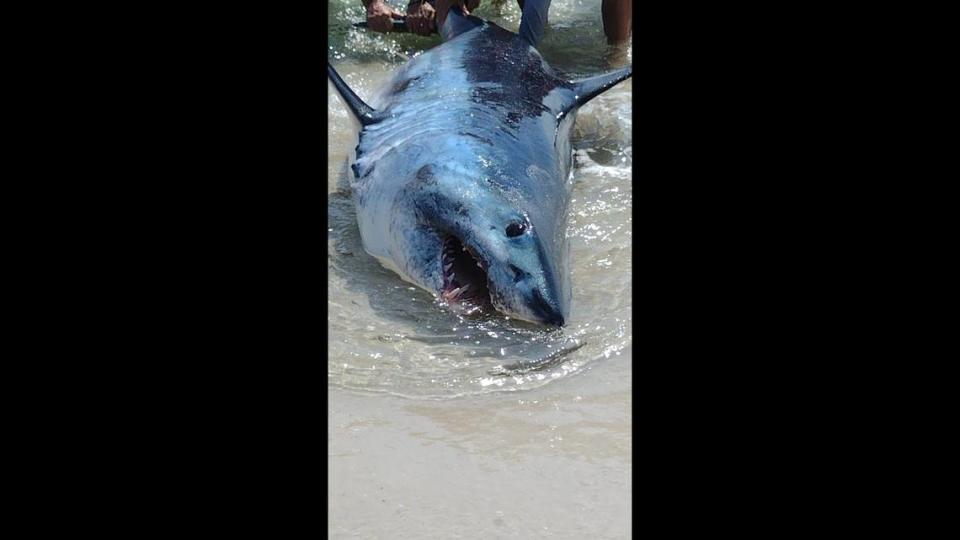 The Mako shark, about 10 feet long, had beached itself on the shore, Fey said. Tina Fey