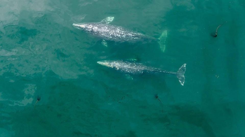 俄勒岡州海岸附近的兩隻灰鯨的無人機圖像。（圖片來源：俄勒岡州立大學海洋哺乳動物研究所）