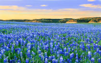 Texas-Bluebonnets-Spring-15-TXBLOOMS0316.jpg
