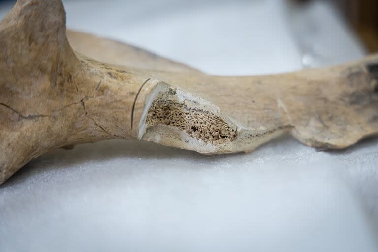 Un recorte en una de las piezas hecho para las pruebas de laboratorio deja ver el buen estado de conservación en el que estaban los restos fósiles hallados en los márgenes del Río Reconquista, en Merlo
